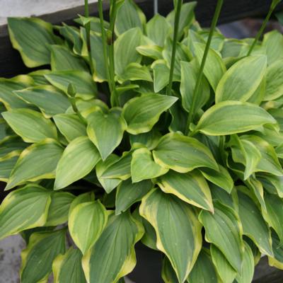 Hosta 'Paradise Sunset'